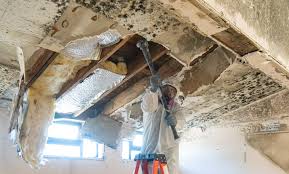 Springfield, MA Mold Remediation Company